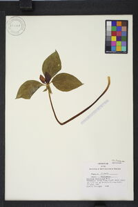 Trillium recurvatum image