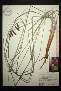 Carex glaucescens image