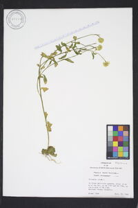 Polygala lutea image