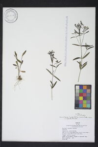 Houstonia longifolia image