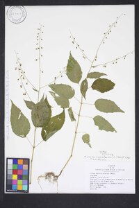 Circaea canadensis image