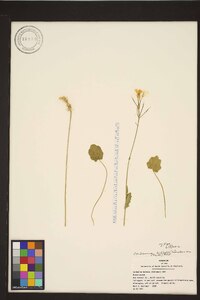 Cardamine bulbosa image