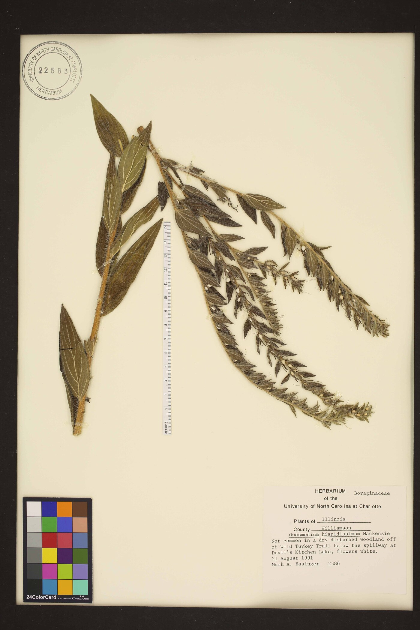 Lithospermum parviflorum image