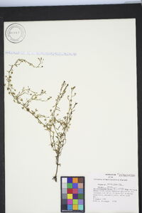 Chaenorhinum minus subsp. minus image