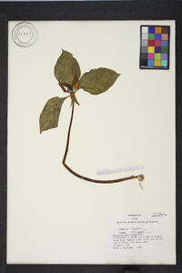 Trillium recurvatum image