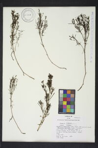 Stenaria nigricans image