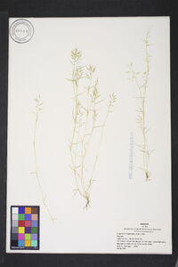 Eragrostis hypnoides image