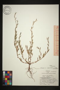 Polygonum aviculare subsp. aviculare image