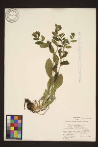 Lithospermum canescens image