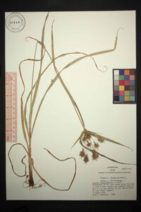 Cyperus retrofractus image