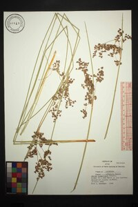 Juncus roemerianus image