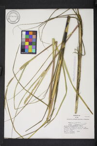 Spartina alterniflora image