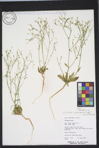 Aliciella leptomeria image