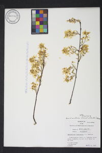 Amelanchier obovalis image