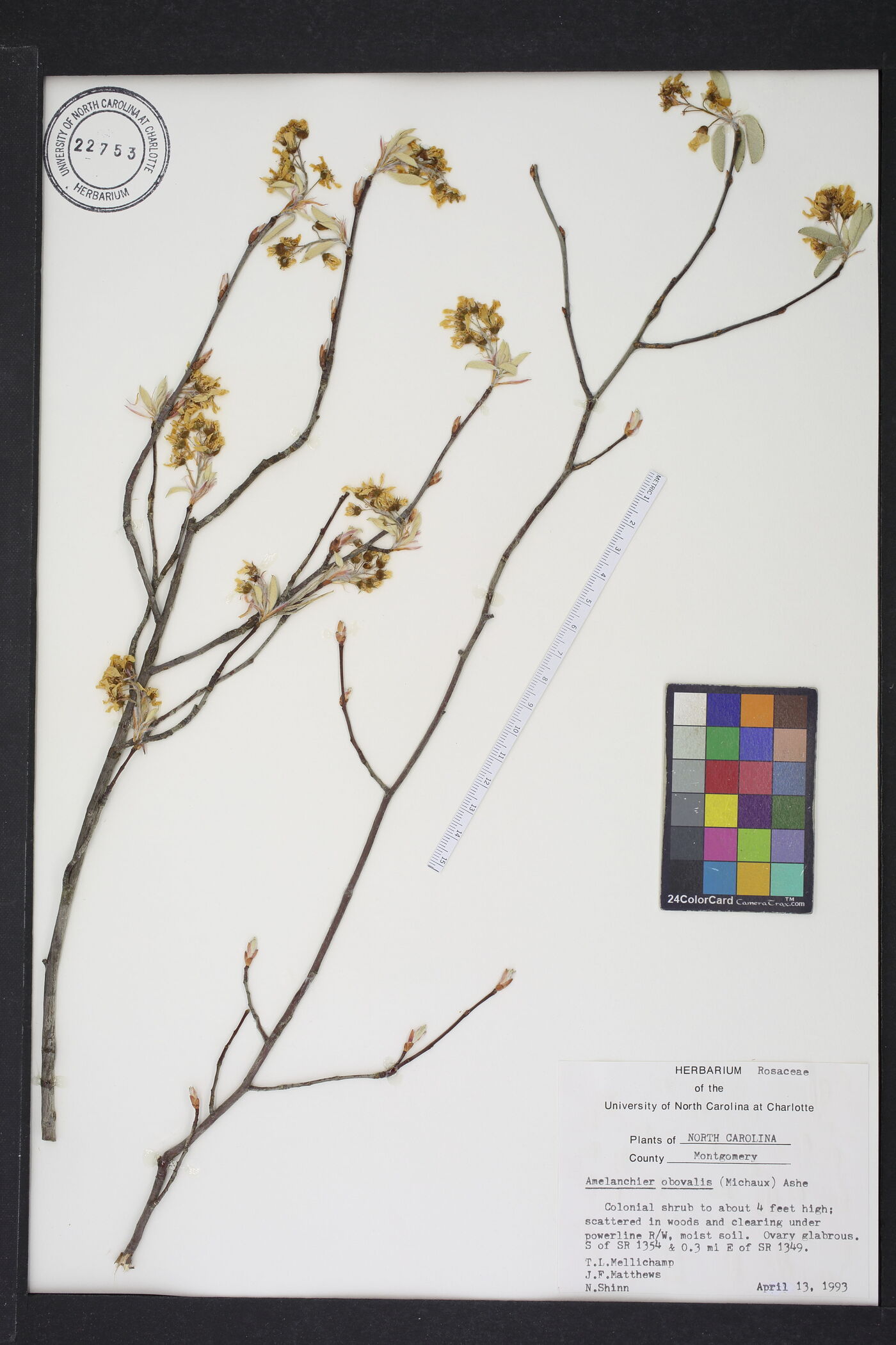 Amelanchier obovalis image