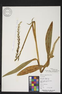 Platanthera sparsiflora image