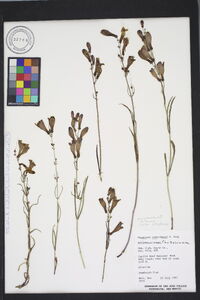 Penstemon comarrhenus image