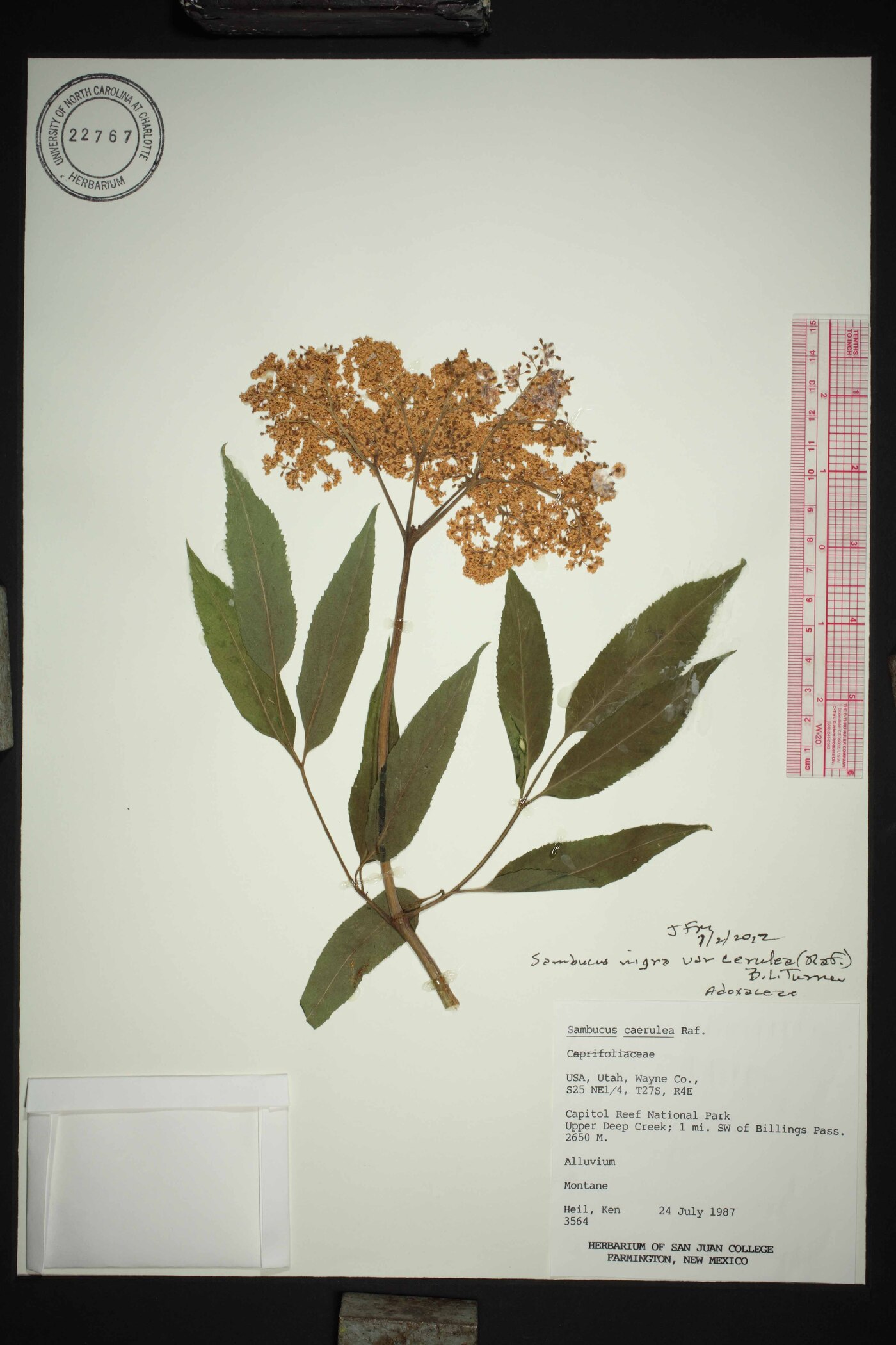 Sambucus nigra var. cerulea image