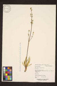 Valeriana edulis image