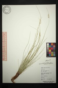 Juncus balticus subsp. littoralis image