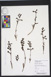 Penstemon utahensis image