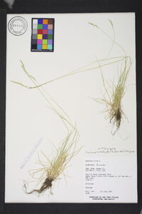 Festuca trachyphylla image