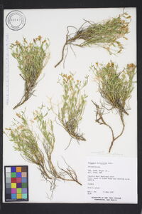 Polygala subspinosa image