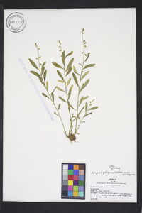 Polygala polygama var. polygama image