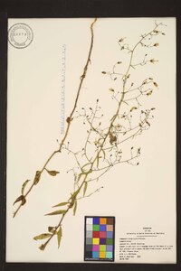 Campanula divaricata image