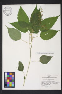 Laportea canadensis image