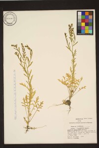 Lepidium lasiocarpum image