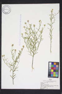 Polygala curtissii image