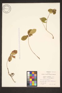 Gaultheria procumbens image