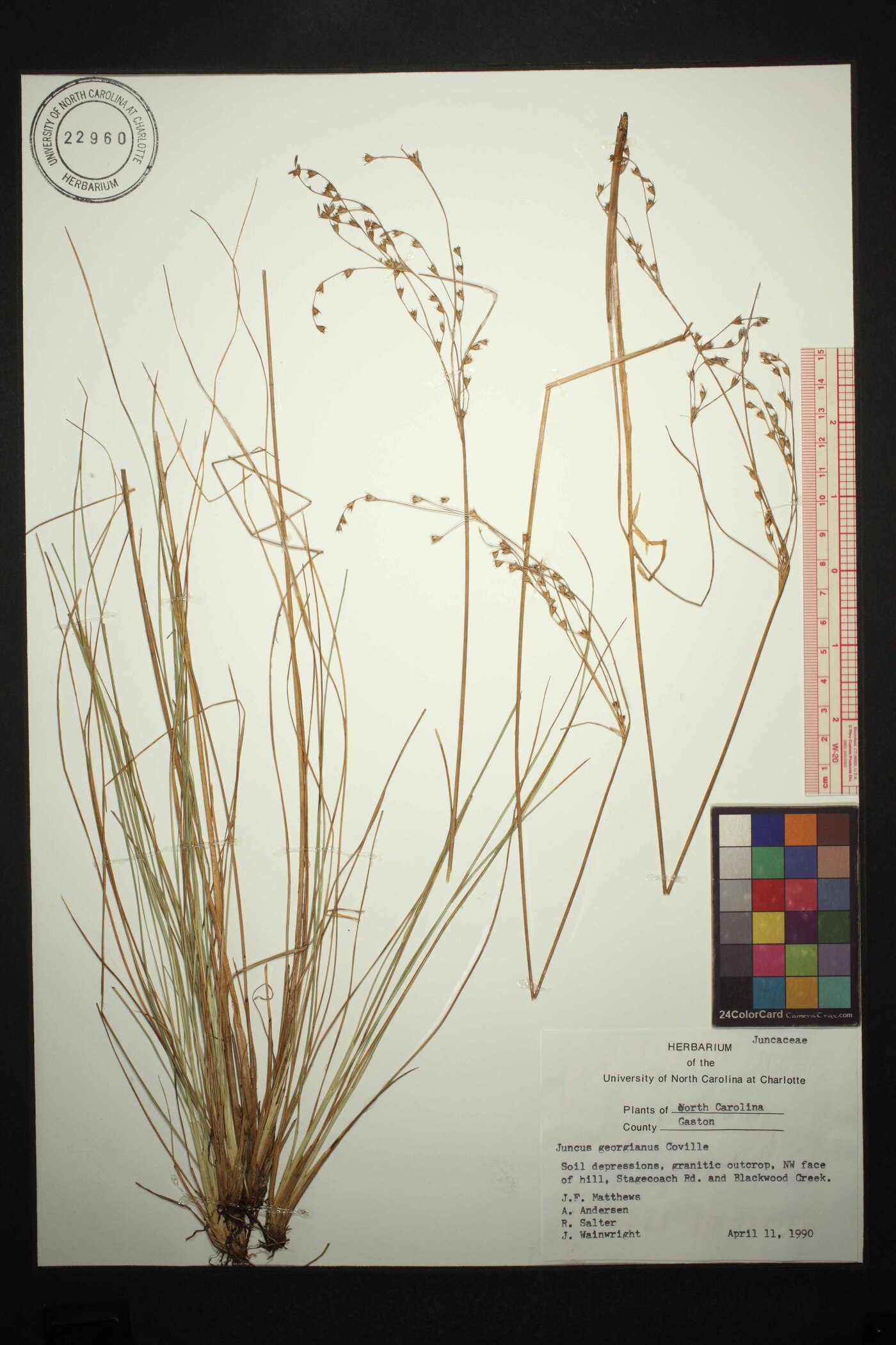 Juncus georgianus image