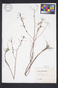 Ludwigia linearis var. linearis image