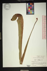 Sarracenia minor image