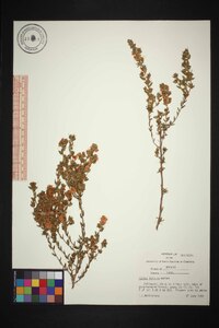 Kalmia hirsuta image