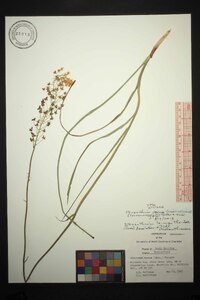 Stenanthium densum image