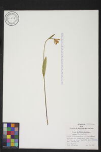 Pogonia ophioglossoides image