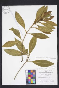 Osmanthus americanus image