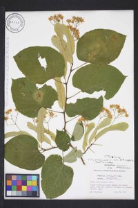 Tilia americana var. heterophylla image