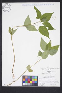 Circaea canadensis image