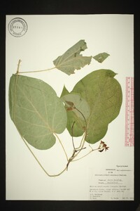 Matelea carolinensis image