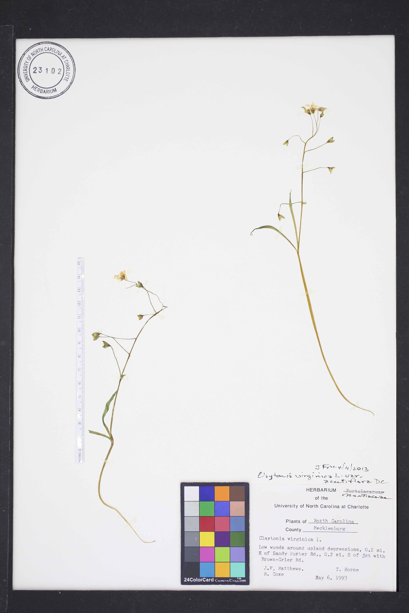 Claytonia virginica var. acutiflora image