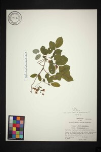 Vaccinium stamineum var. melanocarpum image