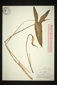 Peltandra sagittifolia image