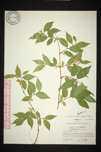 Lonicera maackii image