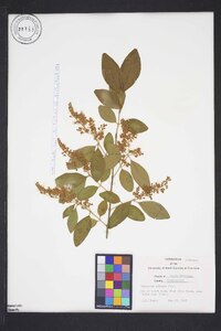 Ligustrum sinense image