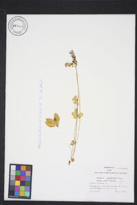 Oxalis violacea image