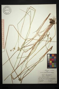 Juncus brachycarpus image